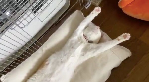ストーブの前でヘソ天するミィちゃん