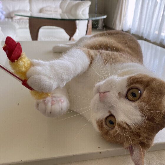 スコティッシュフォールドのはるくん