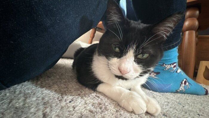 飼い主さんのひざの下に入るオリビアちゃん