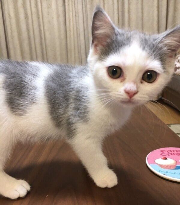 子猫時代のちよちゃん