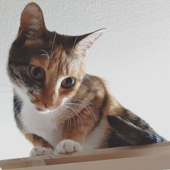 キャットウォークの上から覗くミケ(MIX、メス)