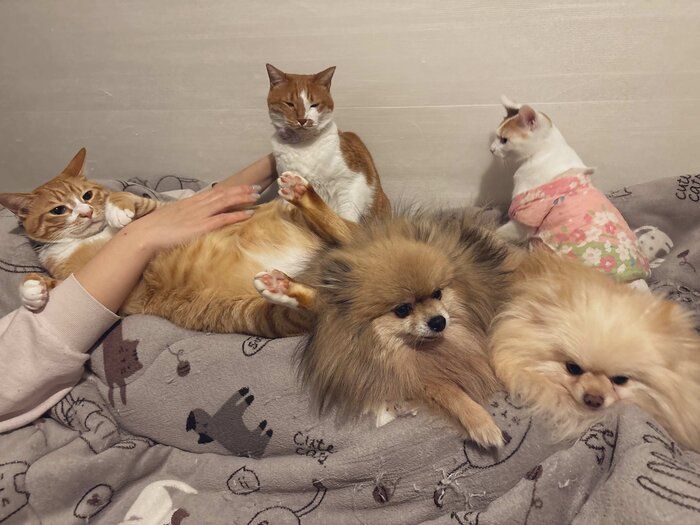 同居する犬・猫たちと過ごすみっけちゃん