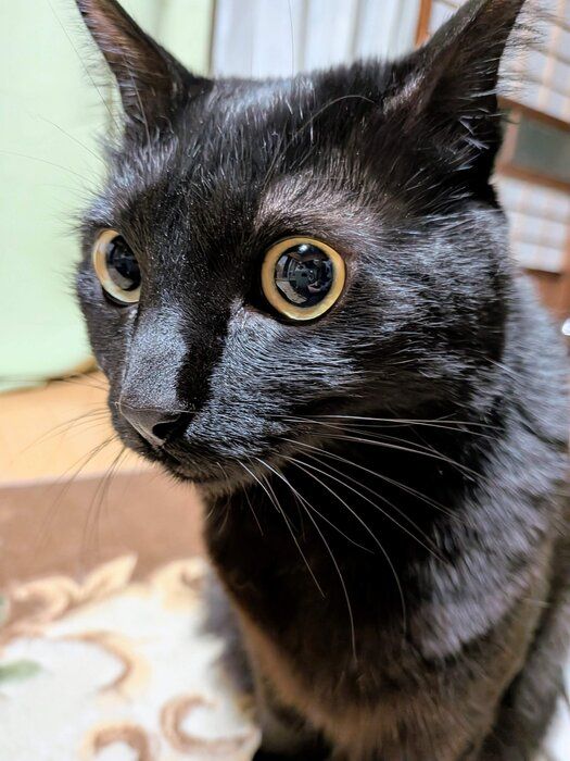 座っている猫