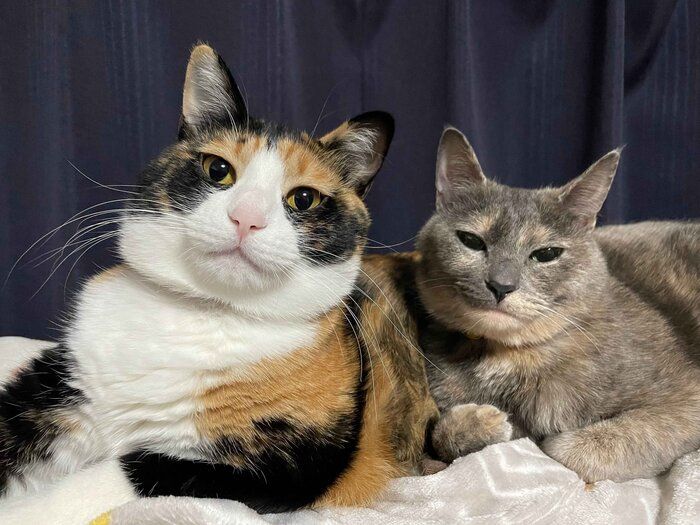 仲良くくっつく2匹の猫