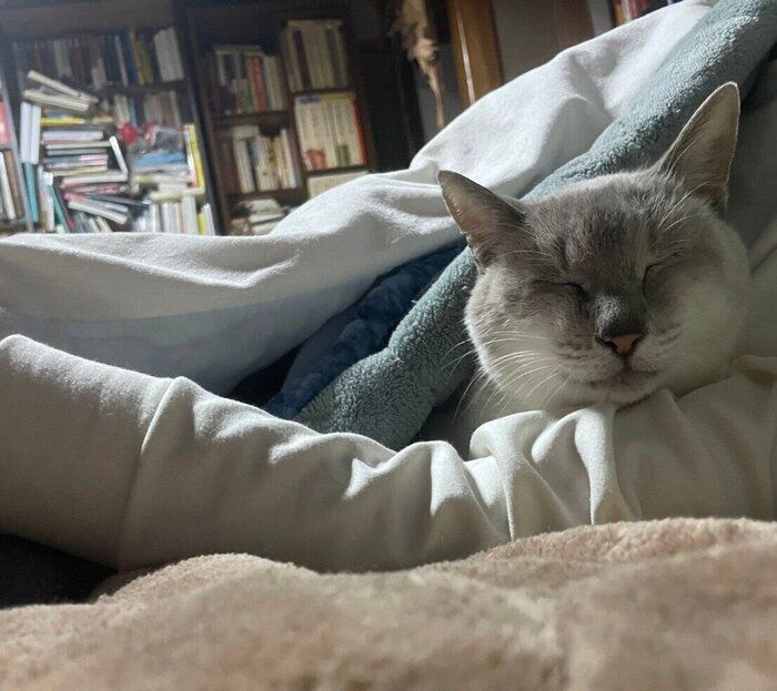 飼い主さんの腕枕が好きなたぬくん