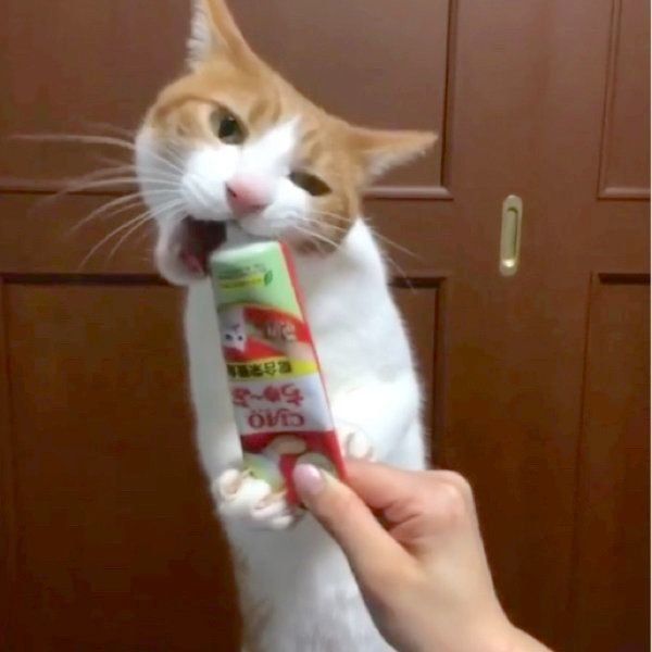 ちゅ〜るを食べる猫
