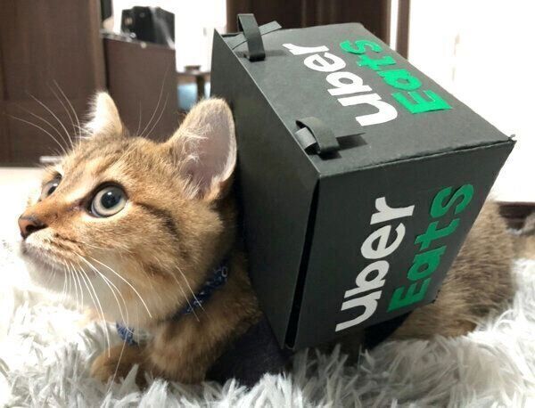 飼い主さんお手製のUber Eatsのリュックを背負うみにらくん