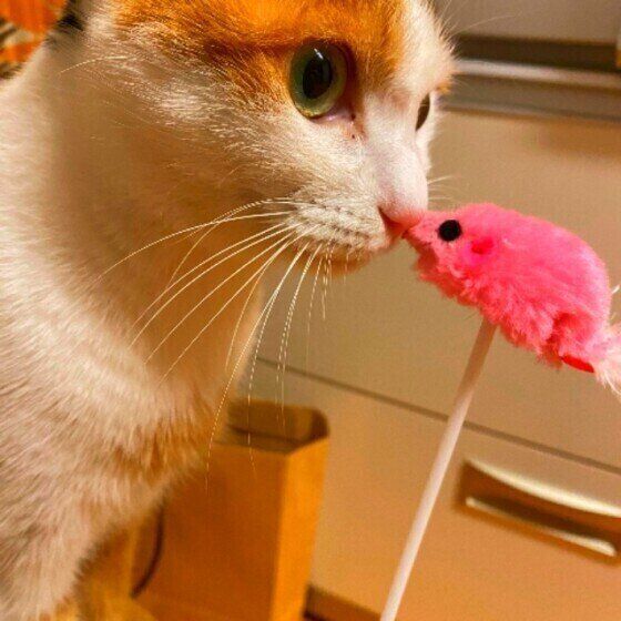 おもちゃを見つめる猫