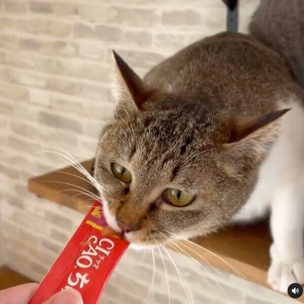 「ちゅ〜る」愛がすごい猫