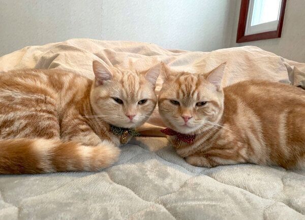 まったりするもこちゃん、らぺちゃん