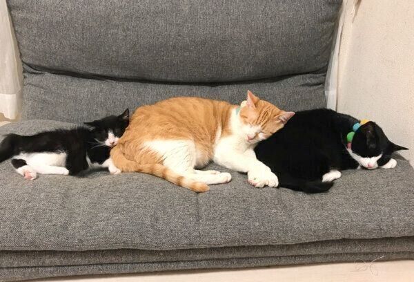 先輩猫と仲良く眠るむーくん
