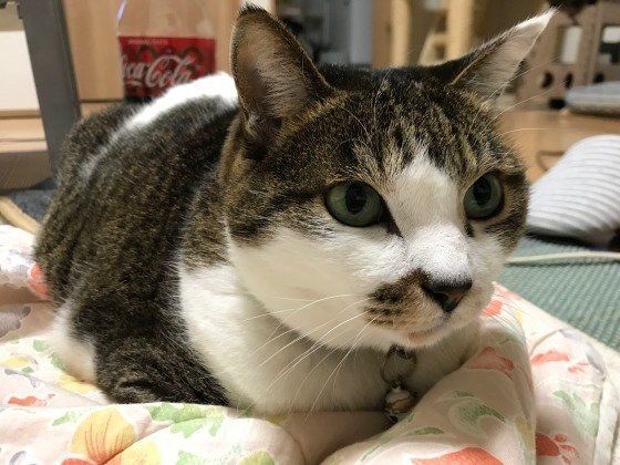 くつろぐ猫