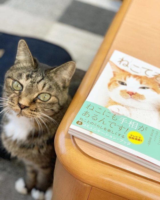 ねこてそ本