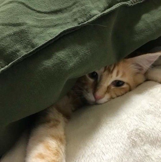 くつろぐ猫