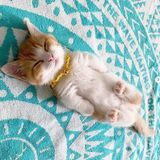 あくびに関する記事一覧 ねこのきもちweb Magazine