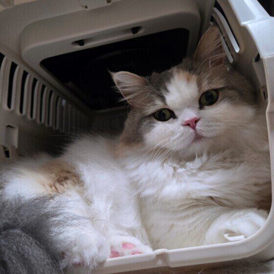 キャリーバッグでくつろぐ猫