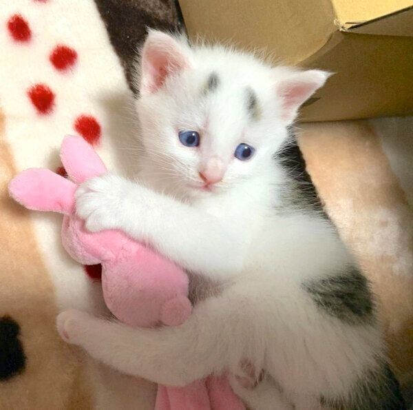 おもちゃで遊ぶ子猫時代のまろちゃん