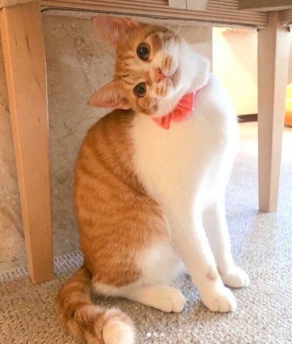首をかしげるむぎちゃん
