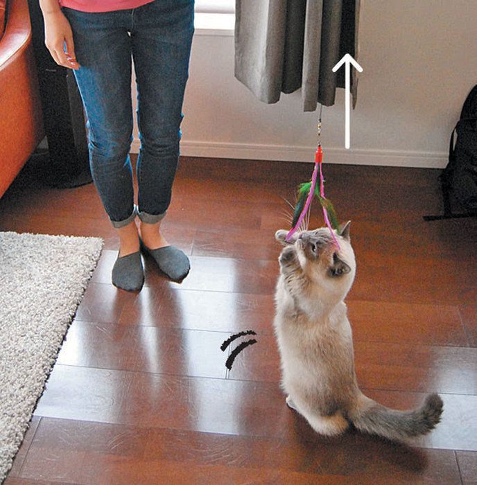 パタパタで遊ぶ猫3