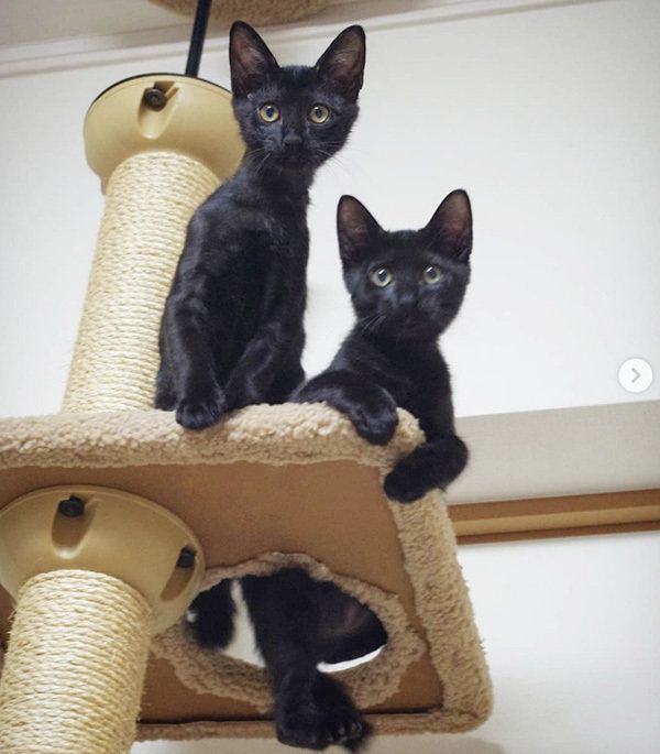 シンクロ黒猫兄弟