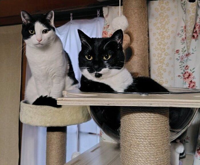 おとなになったロクくん、たびちゃん