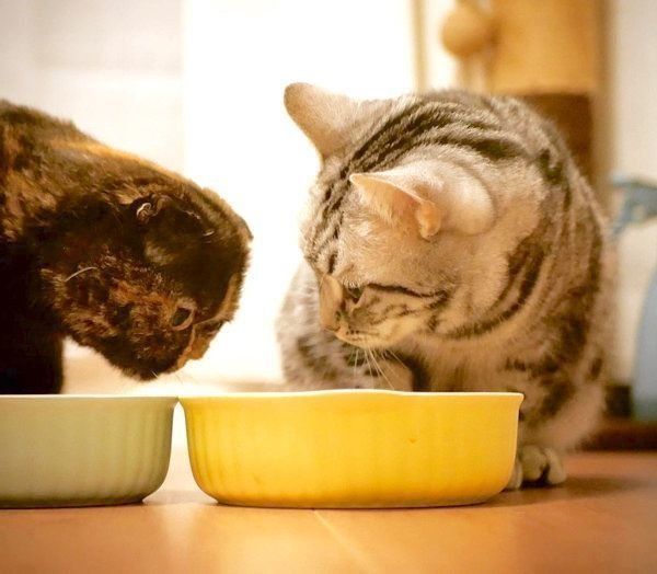 元保護猫・うにちゃんとごまちゃん