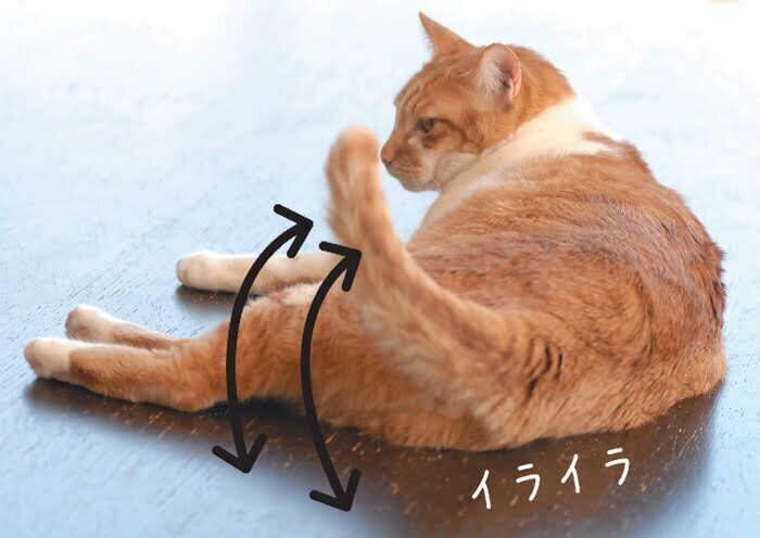 しっぽを床にたたきつける不機嫌な猫