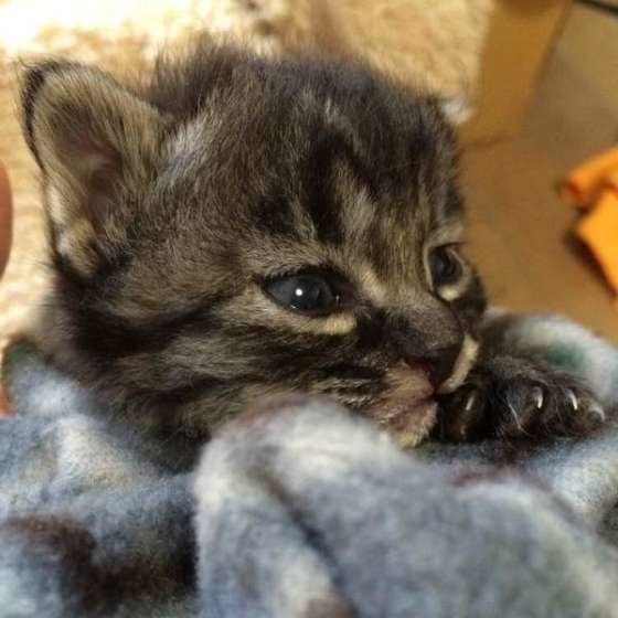 かわいいキジトラ