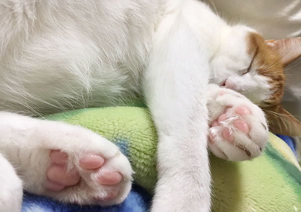 眠る猫