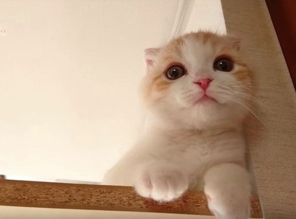 ぴゃぁ〜と鳴くにゃんこ