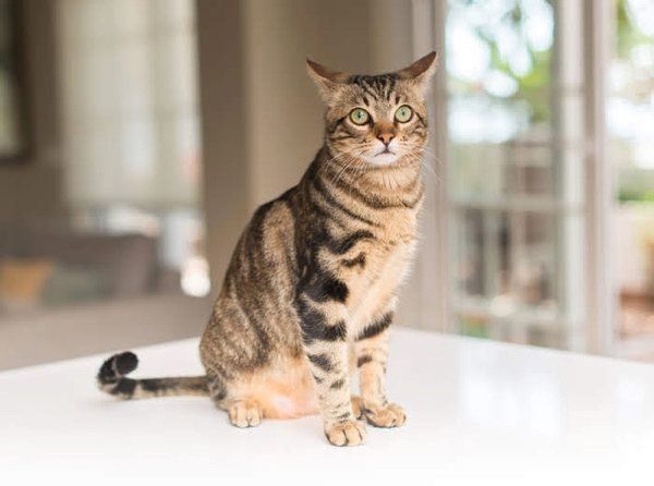 お座りする猫