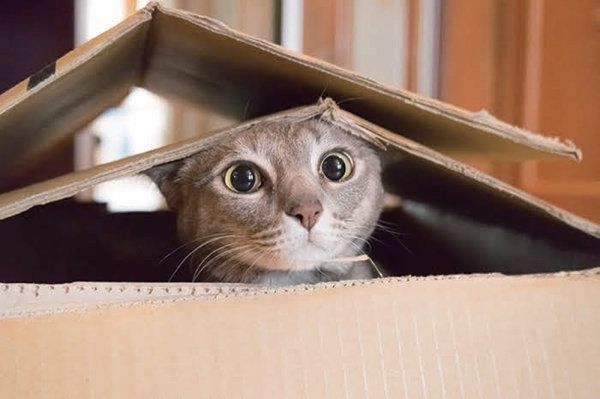 顔をひょっこり出す猫