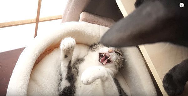 ケンカする猫