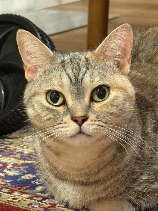 飼い主を見つめるアメリカンショートヘア