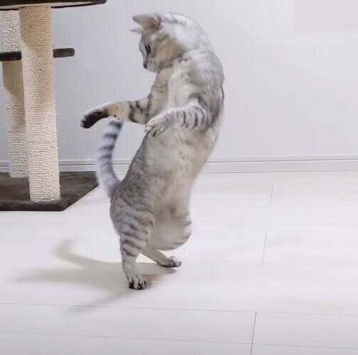 おもちゃで遊ぶ猫