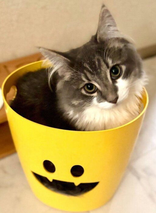 生後約5カ月のころのしらすくん