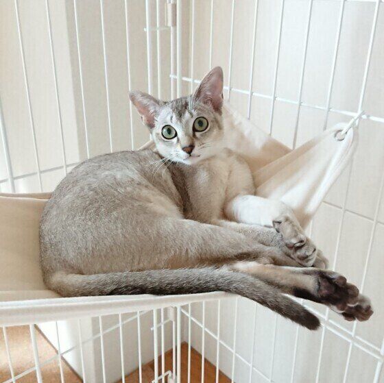 シンガプーラ