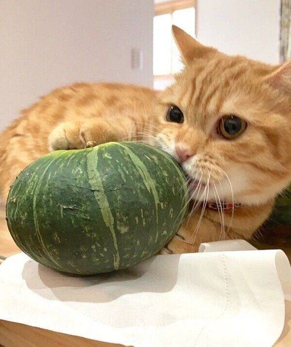 かぼちゃに興味を示すぷてぃこちゃん