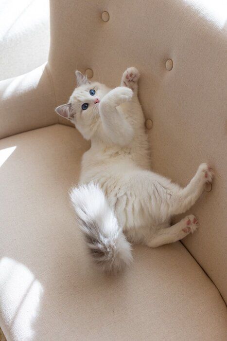 生後4か月のラグドールの子猫