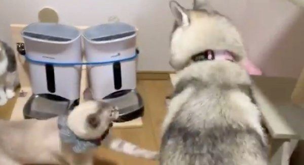 猫パンチされるユキちゃん