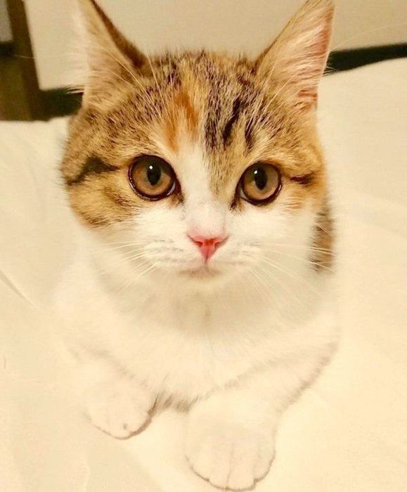 スコティッシュフォールドのおもちちゃん