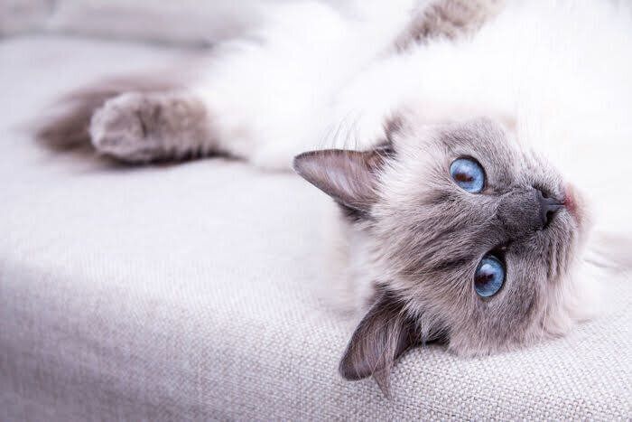 ソファの上のシャム猫