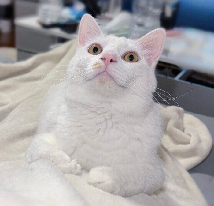 飼い主さんの膝に乗るペルセウスくん
