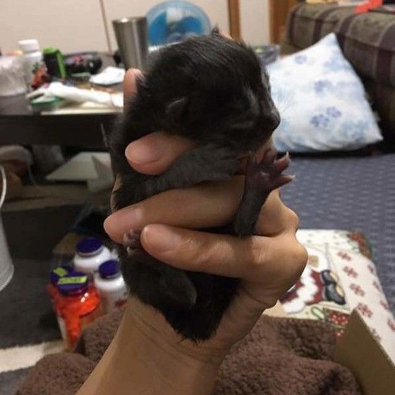 子猫のベリーちゃん
