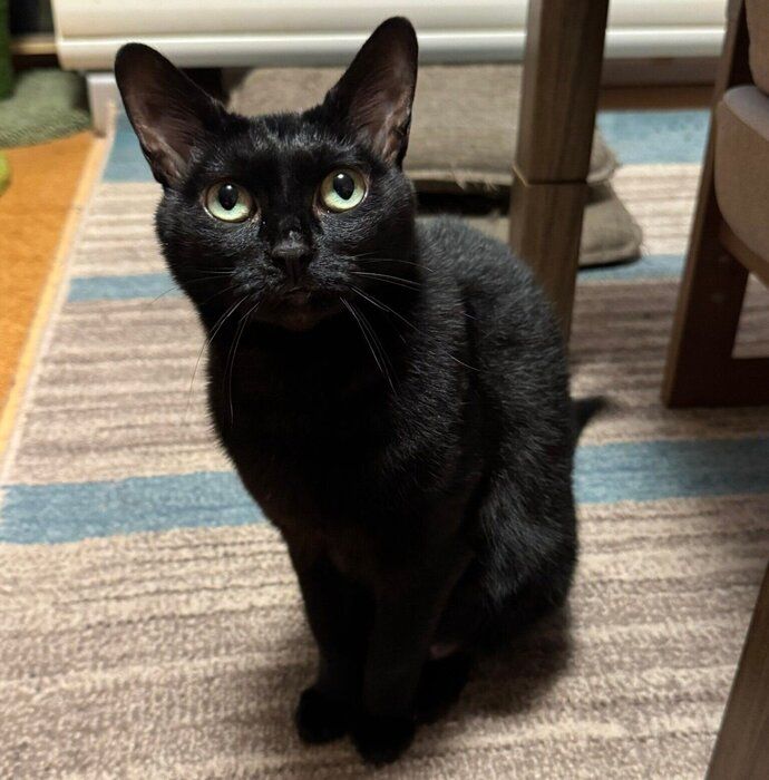 現在のあんずちゃん