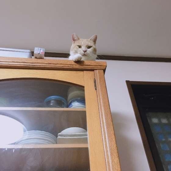 監視するMix猫