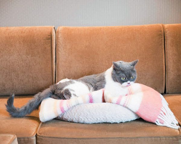 くつろぐ猫