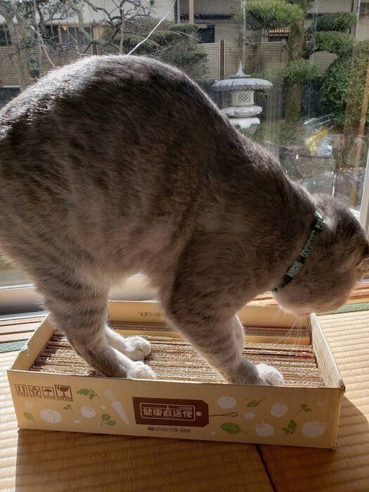 爪とぎ中