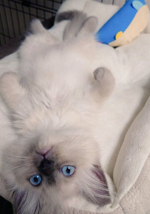 生後2カ月半のソラくん