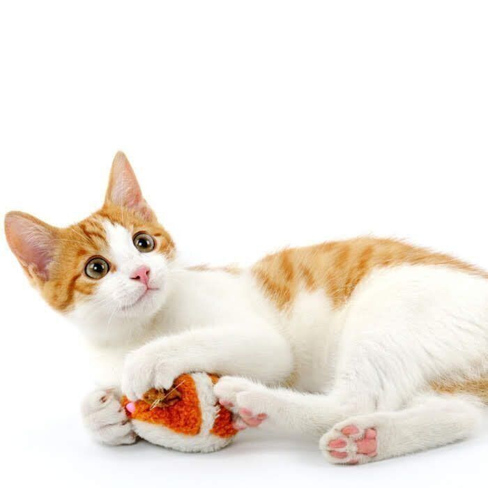 遊ぶ猫